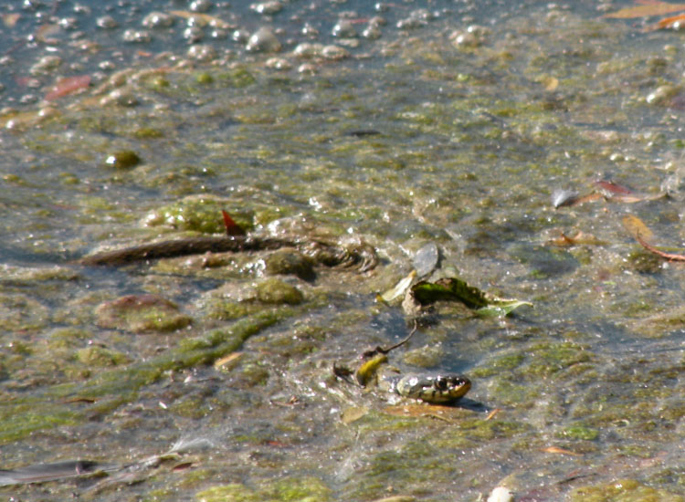 Natrix.... natrix o tessellata?